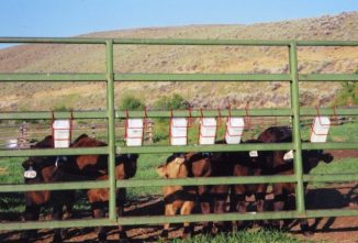 Tips for Successfully Raising Bottle Calves